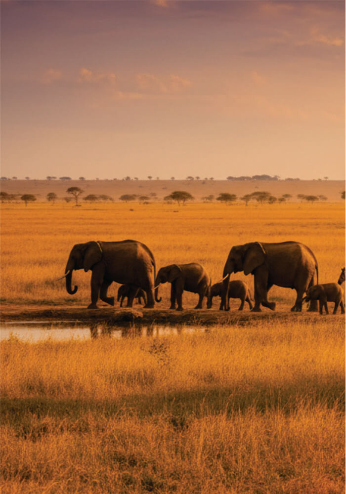 Elephant family walking through a waterhole at sunset in a grassy savanna.