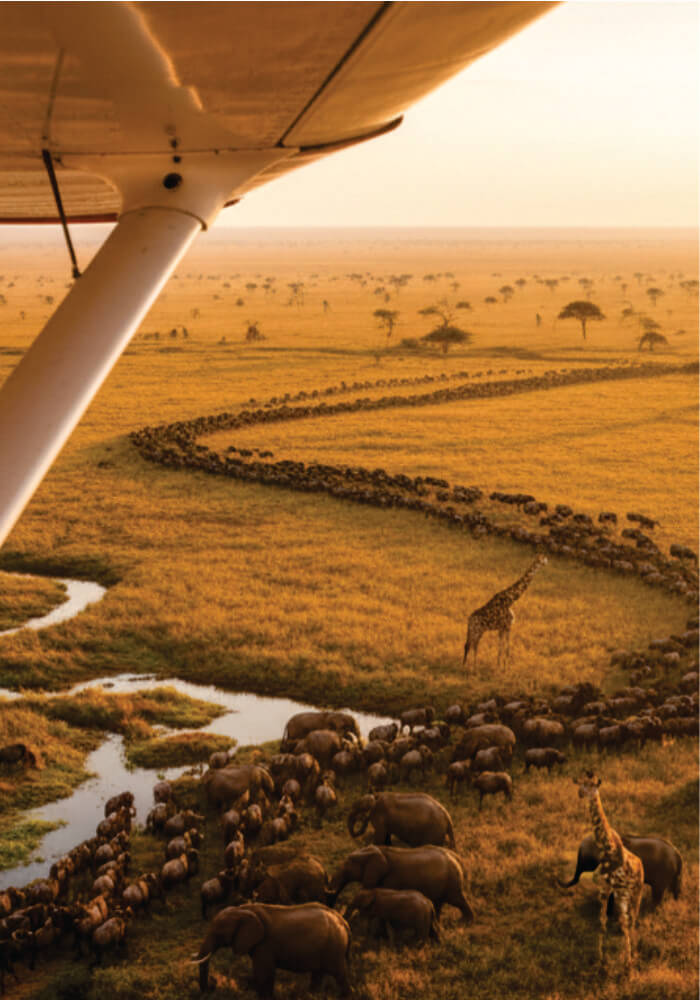 Aerial view of a savannah with elephants and giraffes from inside a small airplane.