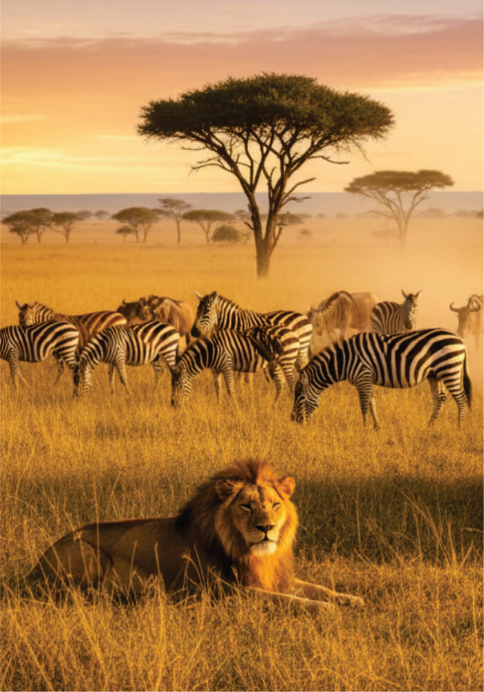 Lion and zebras in a grassy savanna with trees in the background