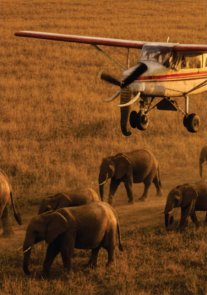 Small airplane flying over a group of elephants in a grassy field