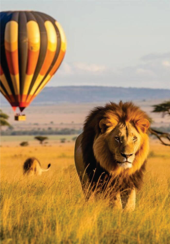 Hot air balloon ride over a male lion in Masai Mara Game Reserve on affordable Masai Mara balloon safari