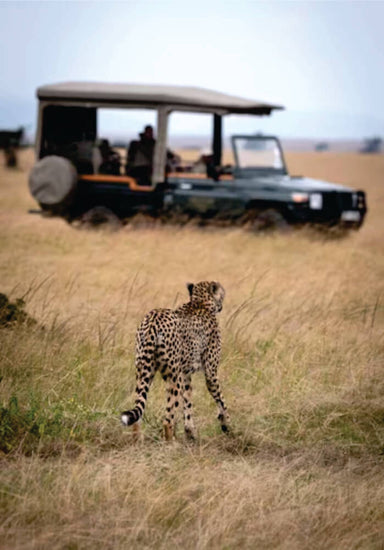 Cheetah walking on long grass near green jeep safari vehicle on rental in Masai Mara Game Reserve