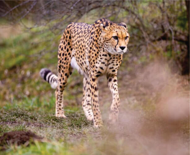 Masai Mara Safari Experience