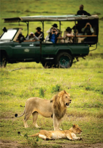 Green Landcruiser jeep running near lions during daytime on affordable Masai Mara safari 3 days package in Masai Mara Game Reserve 