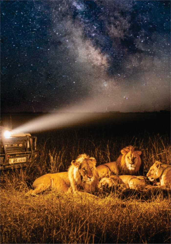 Lions under a starry night sky with a vehicle's light illuminating them.
