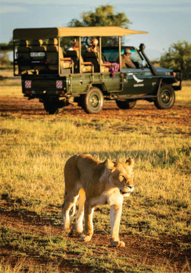 Lioness walking away from a green safari jeep transferring tourists from Masai Mara Game Reserve on affordable Masai Mara safari jeep transfer