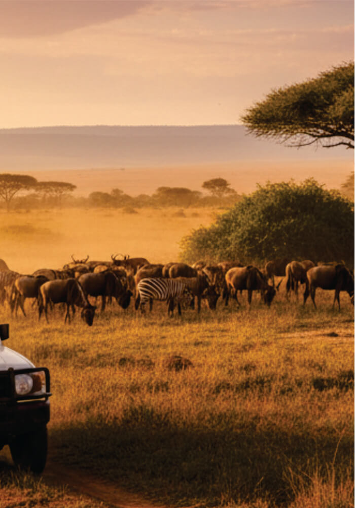 Safari land cruiser observing a herd of wildebeests and zebras in a grassy savanna at sunset.