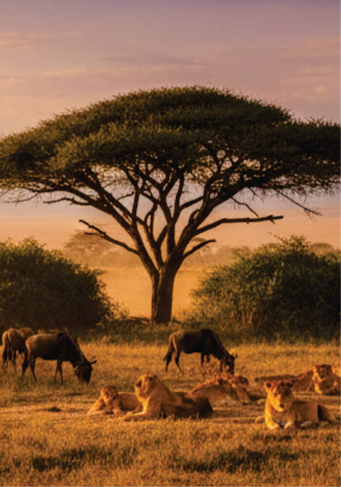 Lions resting under a large tree in a savanna at sunset.