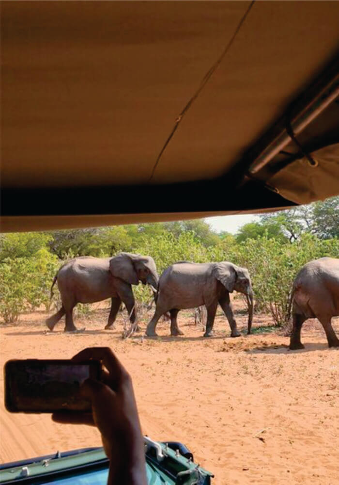 View of an elephant herd from a safari jeep on budget double room accommodation in Masai Mara